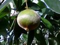 castanha de cipo,Amendoim de cipo,chestnut vine,peanut vine